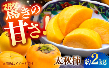 【先行予約】太秋柿 約2kg 柿 カキ フルーツ 果物 秋 【日本フルーツ株式会社】 [ZFJ021]