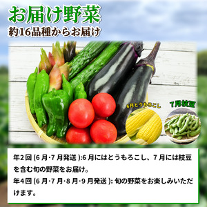 野菜 夏野菜 セット 6～8品目 3人～4人用 定期便 年4回 野菜 夏野菜 野菜