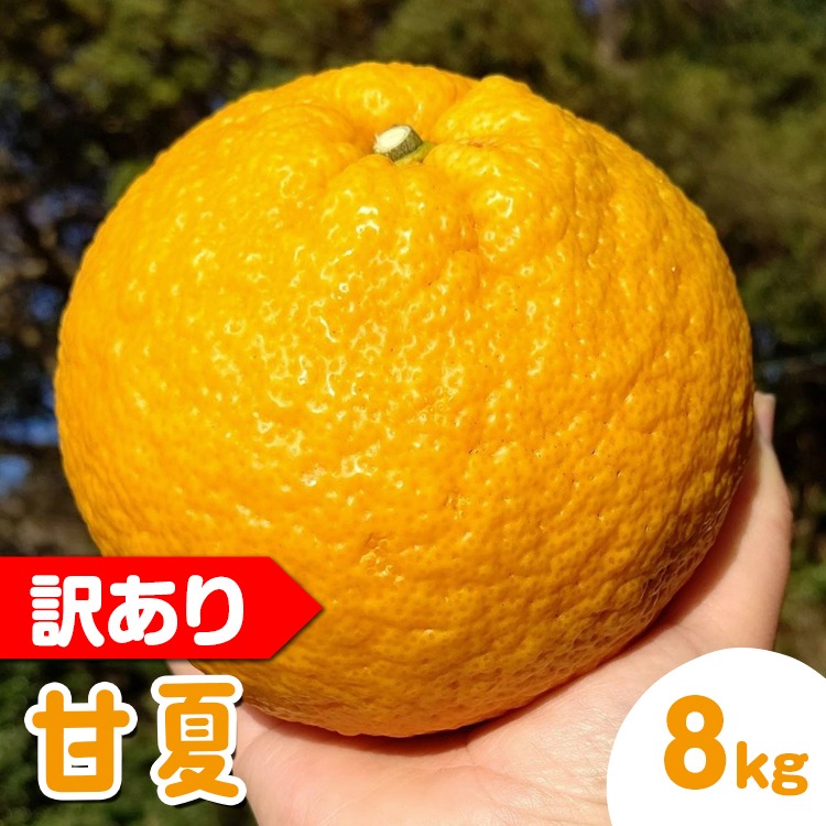 【訳あり】甘夏8kg | 数量限定 あまなつ 夏みかん 柑橘 かんきつ くだもの フルーツ 国産 愛知県 知多半島 美浜町 農家直送 産地直送 ※北海道・沖縄・離島への配送不可 ※2026年4月上旬～5月下旬頃に順次発送予定