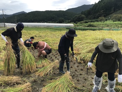曽爾 水田サポーター制度 繋（つなぎ）​稲刈りコース ​( 2026年度お申込み用 ) // 田んぼオーナー お米オーナー 景観保護 米作り 水田作業 田植え 交流会 玄米3kg 体験 経験