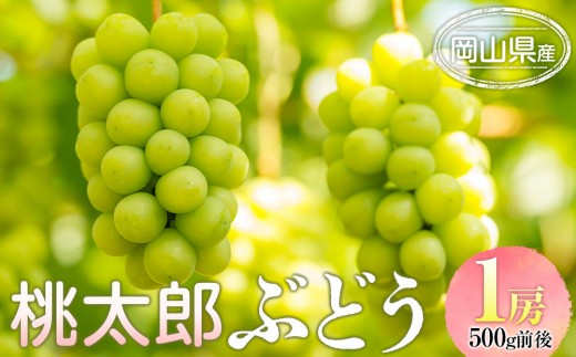 ぶどう 2026年  桃太郎 ぶどう 1房 500g前後 ブドウ 葡萄  岡山県産 国産 フルーツ 果物 ギフト