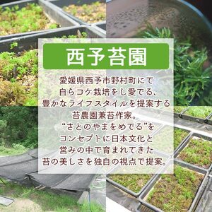 コウヤノマンネングサ・オオカサゴケ・ヒノキゴケの苔テラリウム用3種パック 人工栽培最高品質