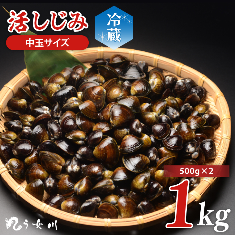 活しじみ 中玉 1kg（500ｇ×2）涸沼川 う女川【シジミ オルニチン ミネラル ビタミンB12 出汁 肝臓 味噌汁 スープ 茨城県 水戸市】（IX-108）
