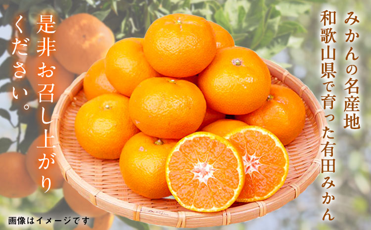 【先行予約】紀州有田産 濃厚完熟温州みかん 約5kg 魚鶴商店《2026年11月下旬〜2027年1月下旬頃出荷》 和歌山県 日高町 みかん 温州みかん 完熟 濃厚 柑橘---wsh_uot155_11