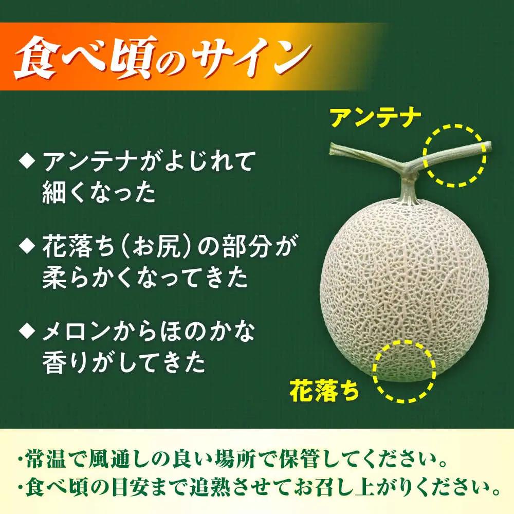 【先行予約】山鹿の恵み!匠の育てたアールスメロン（マスクメロン） 約1.8kg以上×2玉【きもと農園】[ZFQ004]