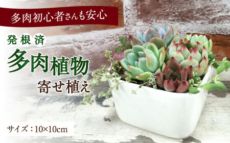 多肉植物の寄せ植え （10×10cm） 多治見市 / 多肉SHOP KATIE ケイティ 多肉ケイティ 多肉ショップケイティ 観葉植物 多肉 植木鉢[TGF001]