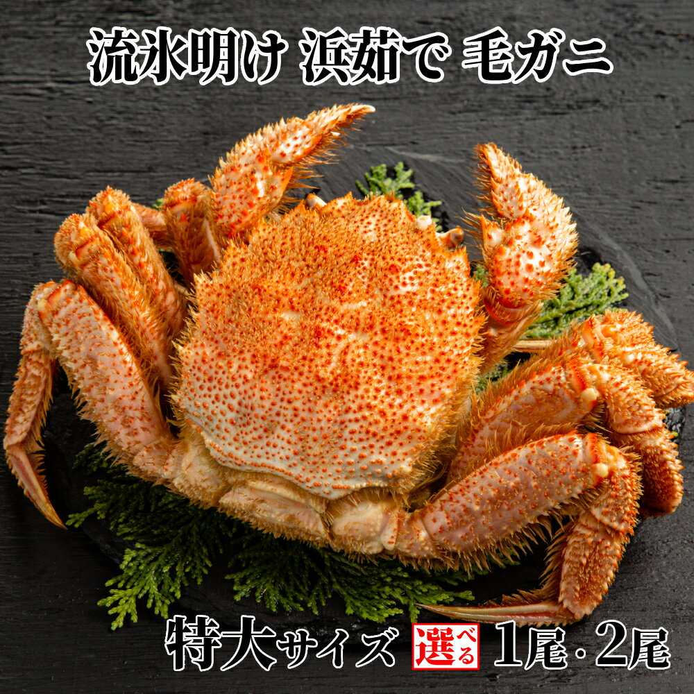 【ふるさと納税】流氷明け 浜ゆで 毛ガニ 特大 | 選べる 毛蟹 毛がに カニミソ かにみそ 蟹味噌 1尾 2尾 3尾 1杯 2杯 3杯 北海道産 セット グルメ プレゼント ギフト 海鮮 海鮮食品 ふるさと納税 納税 北海道 紋別市
