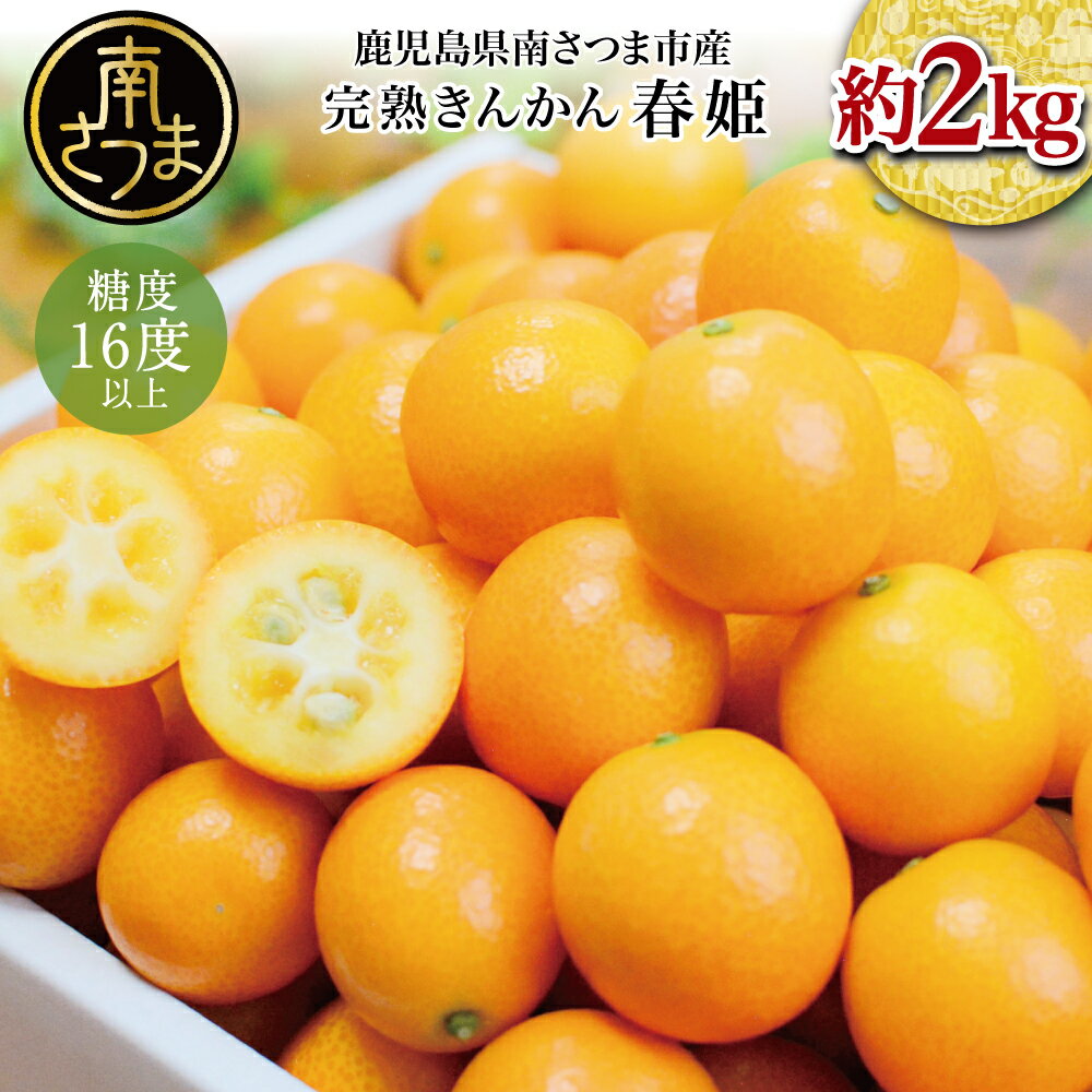 【ふるさと納税】鹿児島県産ブランドきんかん「春姫」 約2kg【2026年2月発送開始】 鹿児島県産 ブランド 金柑 果物 フルーツ 柑橘 常温 JA 南さつま市 送料無料