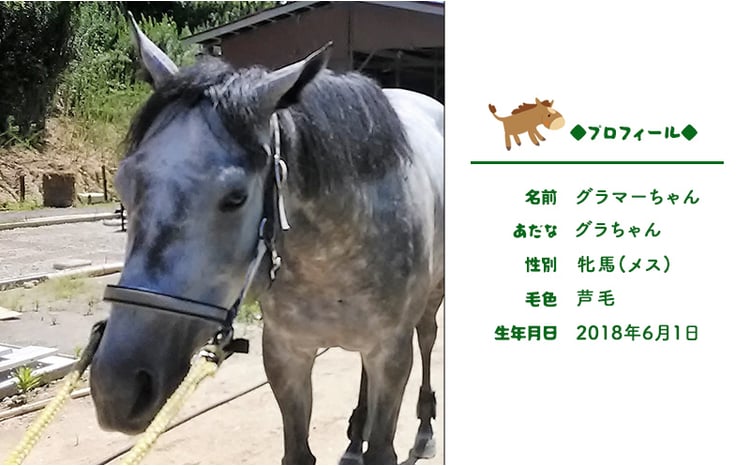 馬 の ふれあい体験 ペア チケット 1枚(2名様分) 体験 うま ケイメイ牧