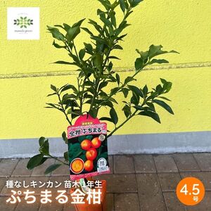【先行予約】 種なしキンカン 苗木 ぷちまる 金柑 1年生 4.5号 ロングポット 果樹苗 家庭菜園 植物 果物 くだもの 2025年10月より発送 オンライン決済限定 静岡県 藤枝市