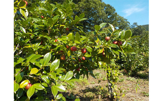 アガノユキツバキハンドクリーム　3本セット