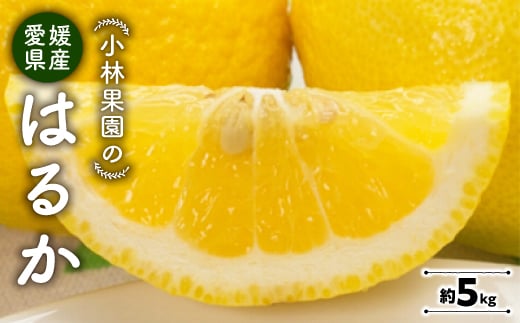 
            小林果園のはるか(約5kg)＜C24-22＞_ みかん ミカン 柑橘 はるか フルーツ くだもの 果物 ふるーつ 青果 果実 甘い ジューシー 産直 産地直送 旬 柑橘類 人気 温州 愛媛 果汁 八幡浜市 【1124428】
          