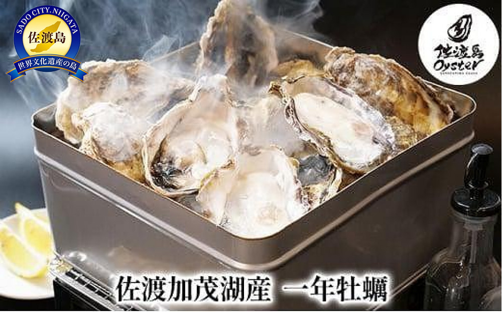 
【佐渡加茂湖産】 一年牡蠣のカンカン焼き（殻付き牡蠣約2kg）
