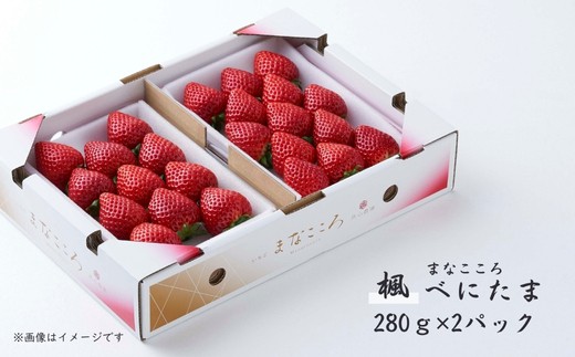 
                  ＼ 期間限定 特別寄附額 ／ いちご べにたま 280g×2パック まなこころ・楓 【先行予約 11月中旬以降発送】｜ べにたま ベニタマ イチゴ 苺 いちご かえで 楓 新鮮 箱 2P 真心農園 果物 フルーツ 自然 甘い 美味しい ジューシー ビタミン おいしい おすすめ 贈り物 ギフト バイルエフ 埼玉県 東松山市 
                