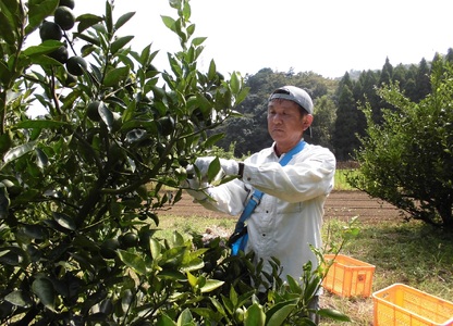 へべす 柑橘 【2024年8月～10月発送予定】ふぞろいへべす ひなたGAP認定 5kg [へべすの悠美園 宮崎県 日向市 452060277] 先行予約 期間限定 数量限定 果汁 香酸柑橘 調味料 