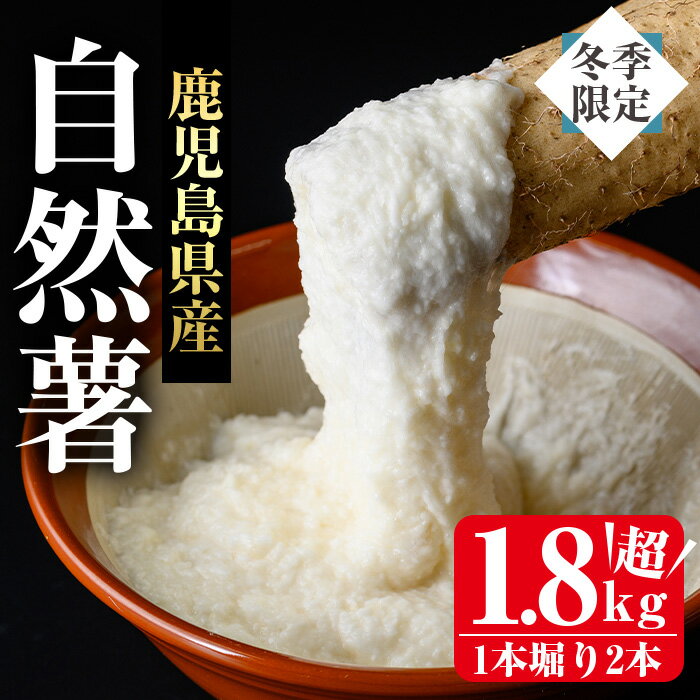 【ふるさと納税】＜先行予約受付中・2025年11月下旬～12月上旬頃から順次発送予定＞≪期間限定≫鹿児島県産自然薯1.8kg以上(1本掘り2本入り) 自然薯 やまいも 山芋 野菜 健康食材 とろろ汁 山かけ お好み焼き 味噌汁 贈り物 贈答品【曽於市観光協会】