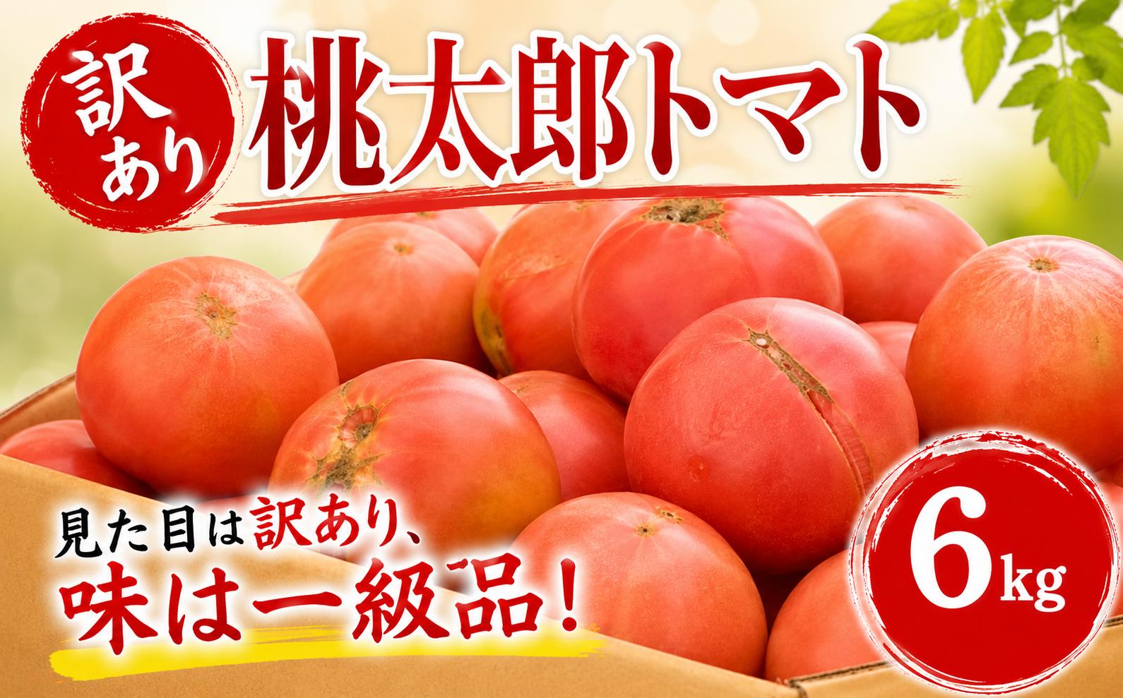 
                  【超大容量!!】訳あり 桃太郎 トマト 6kg 野菜 やさい 果物 とまと tomato 訳アリ 甘い リコピン トマト フルーツ 産地直送 国産 数量限定 期間限定 限定 農家直送 鮮度 新鮮 フレッシュ 土耕栽培 栽培 健康 栄養 ビタミンC お弁当 先行予約 サラダ 鴨志田農園 神奈川 海老名
                