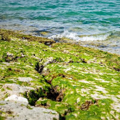 ふるさと納税 今帰仁村 古宇利島産の天然生アーサ100g(50g×2パック) |  | 03