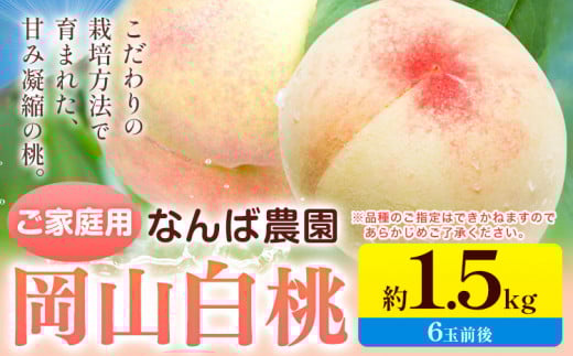 桃 もも【2025年先行予約】ご家庭用 岡山白桃 約1.5kg ( 6玉 前後 ) 《2025年6月中旬-8月下旬頃出荷》なんば農園 岡山県 浅口市 フルーツ モモ 果物 青果 旬 白桃 桃 訳アリ わけあり 訳あり 【配送不可地域あり】