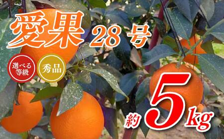 愛果28号 5kg あいか 秀品 愛果 みかん 柑橘 蜜柑 フルーツ 先行予約 松山市 愛媛県 数量限定 【 2024年 11月 12月発送 】【OS0022】