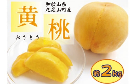 和歌山の黄桃(黄貴妃) 約2kg 【濃厚】 先行予約【9月上旬～中旬発送】
