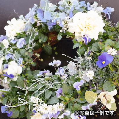 ふるさと納税 板倉町 ハンギングリース　季節のアレンジ (寒色系) 直径約40cm|13_ymn-010201 |  | 01