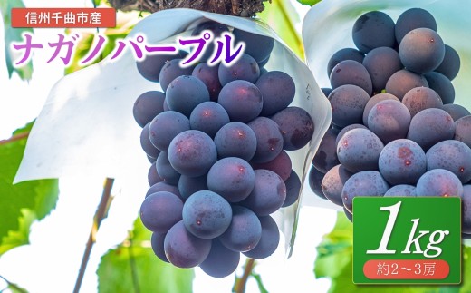 【2026年先行予約】ぶどう ナガノパープル 1kg(2~3房)｜ナガノパープル ながのぱーぷる 葡萄 黒ぶどう フルーツ 果物 千曲市 長野 長野県産 信州