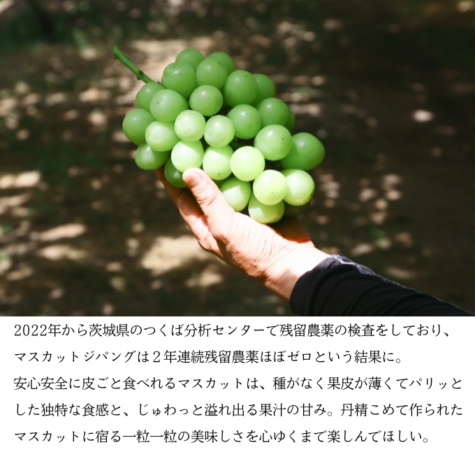マスカット・ジパング 1房（900g以上）内田農園 岡山県 瀬戸内市 邑久町産 葡萄 ぶどう 2025年【配達不可：北海道・沖縄・離島】 果物類 フルーツ オリジナル 種なし 皮ごと 
