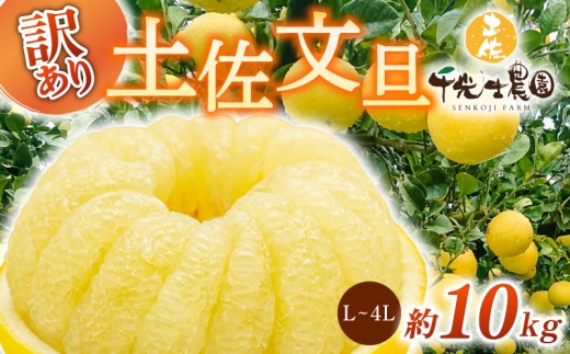 【 先行予約受付 】【 R9年発送 】 土佐文旦 L~4L 約10kg 訳あり 柑橘 フルーツ 果物 ブンタン 文旦 とさぶんたん 高知県 特産品 ギフト プレゼント 贈り物 おいしい 熟成 爽やか 酸味 甘い 果汁 ジューシー 家庭用 旬 季節 限定 2月 3月 4月 春 お取り寄せ グルメ 千光士農園 L 2L 3L 4L 17玉 22玉 安芸市 高知県