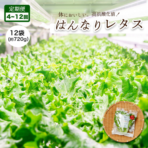 【 定期便 】 みらい乃野菜 はんなりレタス 12袋 720g 4回/6回/12回 40,000円～120,000円 レタス 袋入 【送料無料】 水耕栽培 野菜 れたす 葉物 サラダ 高抗酸化値 低硝酸態窒素 小分け 小袋 そのまま 食べれる 健康 身体にやさしい お試し 贈答 熨斗
