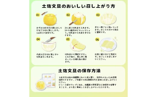 【先行予約】厳選 温室土佐文旦 3kg (5～6玉）〈2026年11月下旬から発送〉/文旦 ぶんたん ブンタン 土佐文旦 ハウス栽培 甘い 柑橘 フルーツ 果物 ご当地 お取り寄せ【土佐文旦の藤岡】 