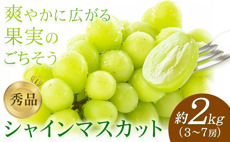 【先行予約】シャインマスカット 秀品 約2kg(3-7房) 日本フルーツ《2026年7月中旬-8月末頃出荷》熊本県 菊池市 ぶどう ブドウ 果物 フルーツ スイーツ デザート ギフト ご贈答
