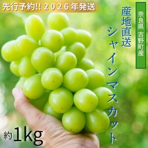 【令和８年分 先行予約】シャインマスカット 約1kg《山本観光ぶどう園》