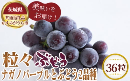 【先行予約】粒々ぶどう36粒　ナガノパープル12粒とぶどう2品種【茨城県共通返礼品 かすみがうら市】 ／ 旬 新鮮 葡萄 ブドウ 果物 フルーツ 茨城県 特産品 No.372