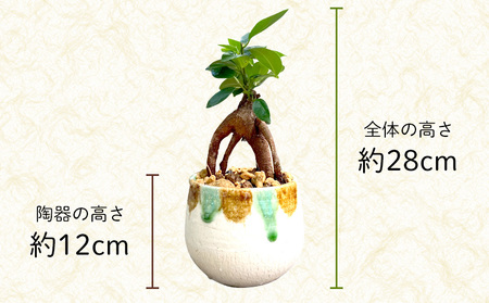 『feliceフェリーチェ』ガジュマル＆ erba エルバ【名護産植木鉢SDGｓ】 やちむん 焼き物 陶芸 ガジュマル 植木鉢 体験 伝統 工芸 鑑賞用 観葉植物 インテリア 初心者 ふるさと納税 沖
