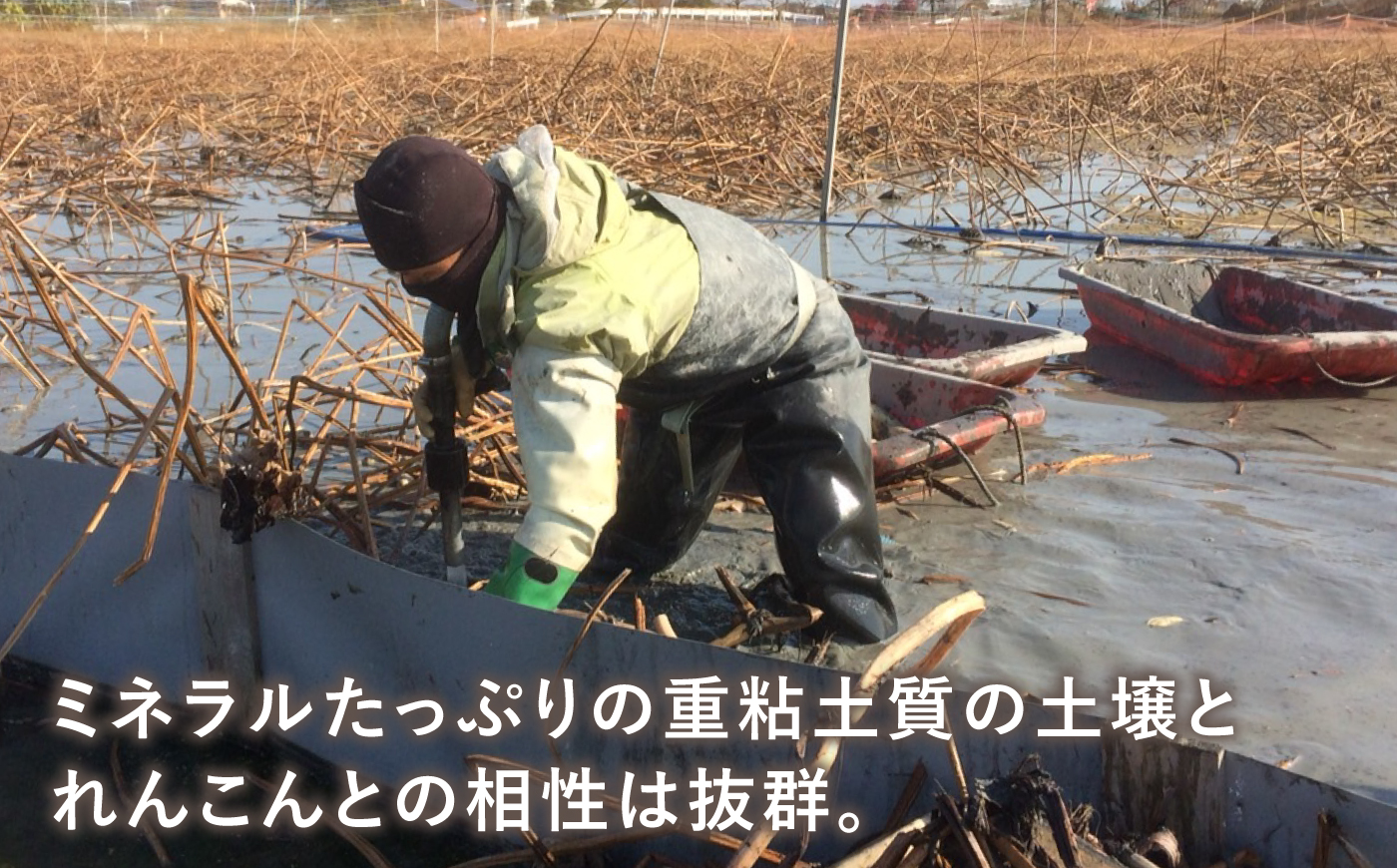 【先行予約 2026年10月～発送】【年内発送】【祖母は104歳 健康長寿の源！】 白石れんこん3kg 【やまぐちれんこん店】蓮根 レンコン 泥付き 根菜 野菜 佐賀県産 [ICT003]