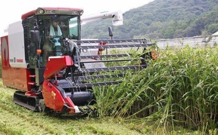 0B1-54 豊後高田産ハトムギ茶（8g×10包）3袋