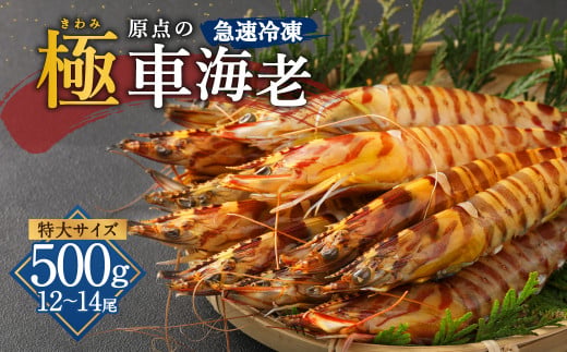 ｢極｣ 原点の車海老 ｢急速冷凍｣ 500g (12～14尾) 特大サイズ【2026年11月下旬より順次発送予定】
