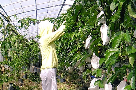 小池さん家の パッションフルーツ 約 3kg ( 30玉 以上 ） 果物 フルーツ くだもの 3キロ 沖縄 果実 南国フルーツ 沖縄県産 美味しい 甘い あまい 甘み 酸味 爽やか 産地直送 農家直送
