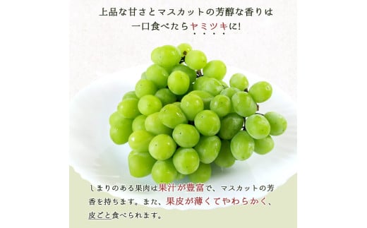 【全4回】紀州和歌山産旬のフルーツ定期便 (スイカ・桃・巨峰・シャインマスカット) / すいか スイカ もも 桃 白桃 巨峰 マスカット シャインマスカット 葡萄 ぶどう 果物 くだもの フルーツ フ