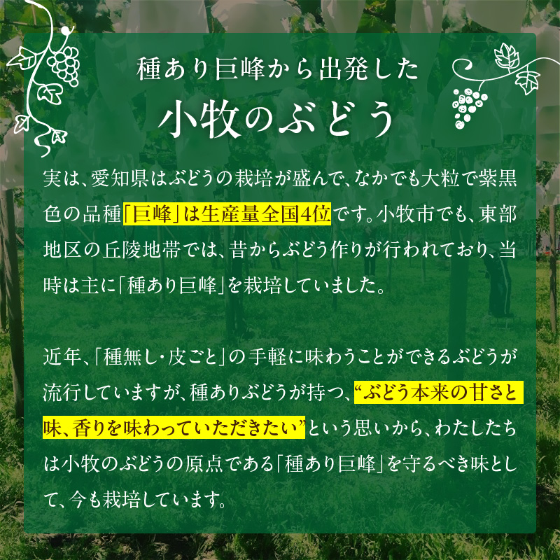 こだわりの種あり巨峰　約2kg（2025年 先行予約）数量限定 巨峰 約 2kg  ぶどう  新鮮 安心 安全 フルーツ 果物 冷蔵配送 食品