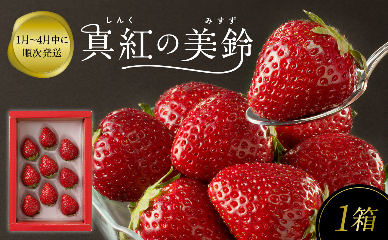 
            ★予約受付★杉山いちご農園 希少品種！ 黒色いちご「真紅の美鈴（しんくのみすず）」2026年1月～5月中に順次配送 いちご 黒いちご 果物 フルーツ 苺 イチゴ 黒 くだもの 佐賀県 産 希少 くろ  
          