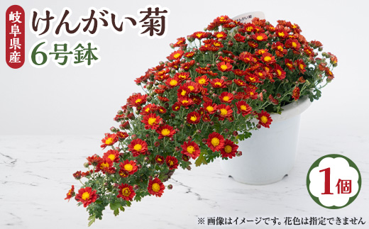
                  ＜2025年10月発送＞　けんがい菊　6号鉢【1118517】
                