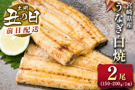 前日配送予約［土用丑の日］うなぎ白焼き 2尾 タレ付（150～200g/1尾あたり）※前日7月25日お届け 国産 有頭 熨斗 贈答品 ギフト 配送日指定可【N44-A26】