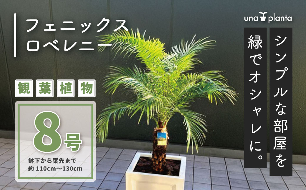 【ふるさと納税】観葉植物 フェニックスロベレニー ロベ 8号（鉢下から葉先まで約H110cm～130cm）｜贈答 おしゃれ 室内 開店祝い 新築祝い 長寿祝い ヤシの木 パームツリー 南国 シンボルツリー ドライガーデン 秦野 神奈川