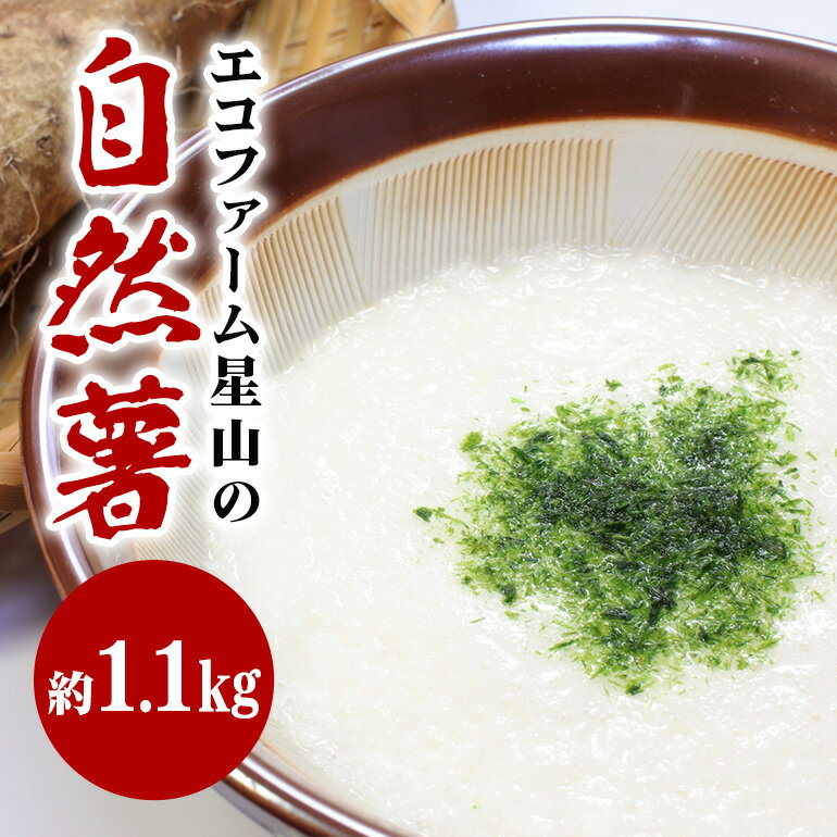【ふるさと納税】自然薯 約1.1kg エコファーム星山