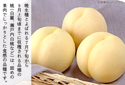岡山の白桃（晩生種） 大玉3玉（約900g）