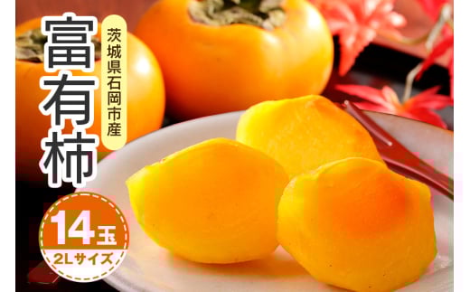 【 2025年 先行予約 】 富有柿 2L 14玉（鈴木柿園） 柿 甘い柿 かき 富有カキ 甘い 果物 フルーツ くだもの カキ 富有かき 秋 旬 甘柿 糖度 贈答用 贈答品 ギフト 贈り物 品種 ブランド 11月 12月 発送 産地直送 農家直送 産直 茨城県 石岡市 (A08-002)