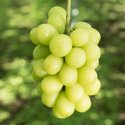 【ふるさと納税】冬のシャインマスカット 2房 1kgセット クリスマス&お正月　12月下旬発送予定【1680132】