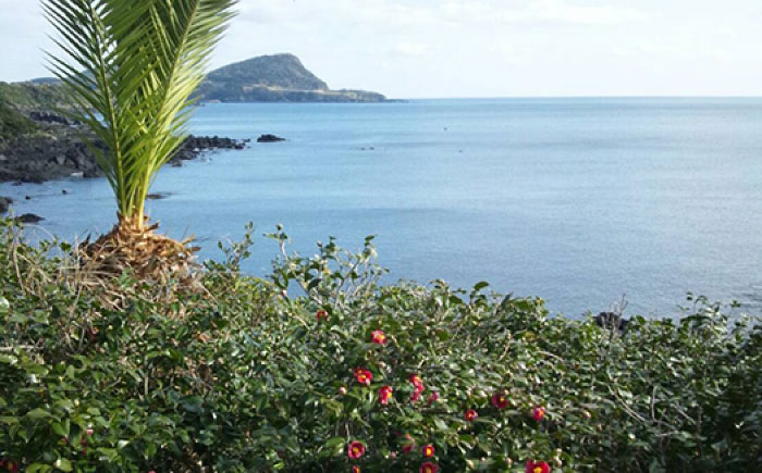 五島つばき茶９０パック【グリーンティ五島】[PAV017]